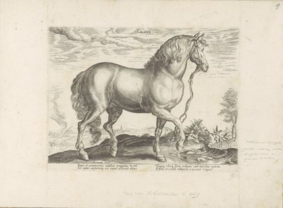 Paard ut Calabria Calabar (tittel på objekt) Paardenrassen uit de Koninklijke stallen van Don Juan van Oostenrijk (serietittel) Hesten, der alle slags adelsmenn: oppførselen til hester skilt fra forskjellige deler av verden valgt (...) (serietittel på ob av Anonymous