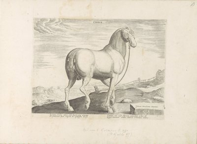 En hest fra Korsika Hjerte (tittel på objekt) Paardenrassen uit de Koninklijke stallen van Don Juan van Oostenrijk (serietittel) Hesten, der alle slags adelsmenn: oppførselen til hester skilt fra forskjellige deler av verden valgt (...) (serietittel på obj av Anonymous