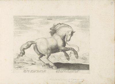 Paard uit Denemarken Danus (tittel på objekt) Paardenrassen uit de Koninklijke stallen van Don Juan van Oostenrijk (serietittel) Hesten, der hver rase er edel: oppførselen til hester valgt fra forskjellige deler av verden (...) ( serietittel på ob av Anonymous