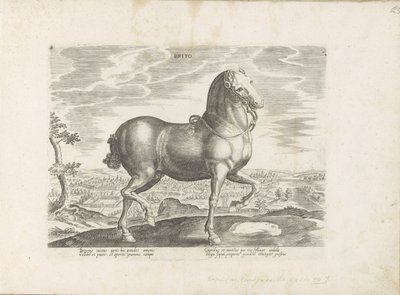 Paard uit Engeland Brito (tittel på objekt) Paardenrassen uit de Koninklijke stallen van Don Juan van Oostenrijk (serietittel) Hesten, der alle slags adelsmenn: oppførselen til hester skilt fra forskjellige deler av verden valgt (...) (serietittel på obje av Anonymous