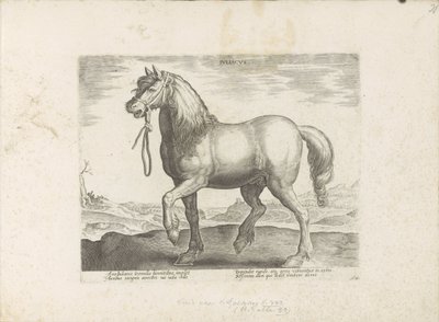 Paard uit Gulik (Juliacus) Julia (tittel på objekt) Paardenrassen uit de Koninklijke stallen van Don Juan van Oostenrijk (serietittel) Hesten, der alle slags adelsmenn: valgt fra forskjellige deler av verden kjennetegnet ved oppførselen til hester (...) (s av Anonymous