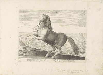 Paard ut Napoli napolitansk (tittel på objekt) Paardenrassen uit de Koninklijke stallen van Don Juan van Oostenrijk (serietittel) Hesten, der alle slags adelsmenn: oppførselen til hester skilt fra ulike deler av verden valgt (...) (serietittel på av Anonymous