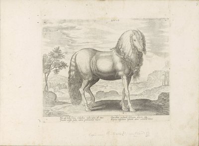 Paard uit Roemenië (nederlandsk) Dacus (tittel på objekt) Paardenrassen uit de Koninklijke stallen van Don Juan van Oostenrijk (serietittel) Hesten, der alle slags adelsmenn: oppførselen til hester skilt fra forskjellige deler av verden valgt (...) (seriet av Anonymous