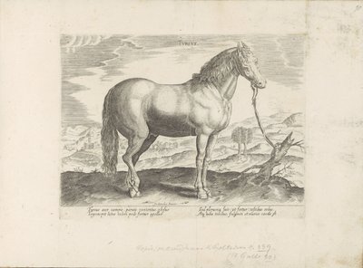 Paard ut Tyrkia Tyrkisk (tittel på objekt) Paardenrassen uit de Koninklijke stallen van Don Juan van Oostenrijk (serietittel) Hesten, der alle slags adelsmenn: oppførselen til hester skilt fra forskjellige deler av verden valgt (...) (serietittel på obje av Anonymous