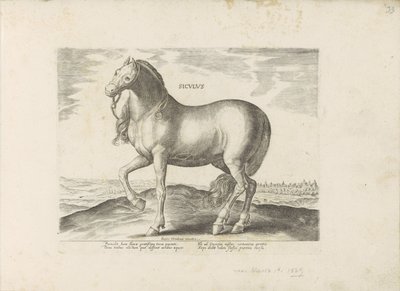 Paard van Sicilie Siculus (tittel på objekt) Paardenrassen uit de Koninklijke stallen van Don Juan van Oostenrijk (serietittel) Hesten, der alle slags adelsmenn: oppførselen til hester skilt fra forskjellige deler av verden valgt (...) (serietittel på obj av Anonymous