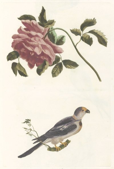 Rose og parakitt av Anonymous