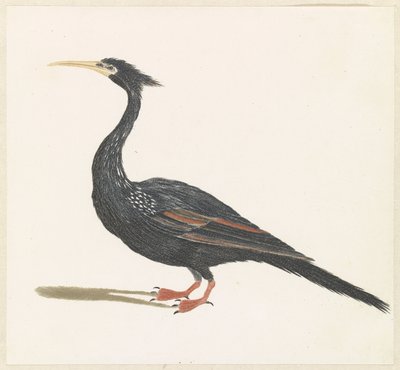 Slangenhalsvogel av Anonymous