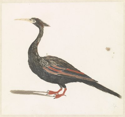 Slangenhalsvogel av Anonymous