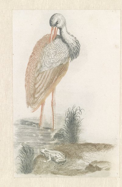 Stående stork og en frosk i forgrunnen av Anonymous