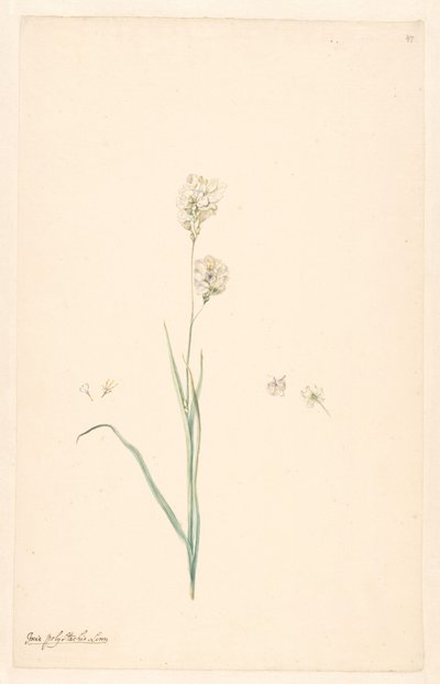 Gren av Ixia polystachya med pistil og blomsterdetaljer av Anonymous