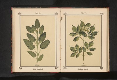Gren av en vanlig eldste Sambucus nigra. L. (tittel på objekt) av Anonymous