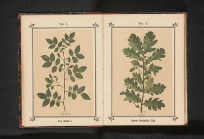 Gren av en hunderose Rosa canina (tittel på objekt) av Anonymous