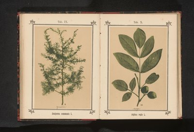 Grein av en einer Juniperus communis L. (tittel på objekt) av Anonymous