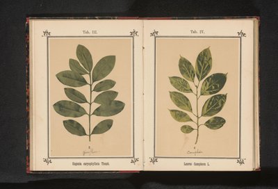 Gren av et kamfertre Laurus Camphora L. (tittel på objekt) av Anonymous