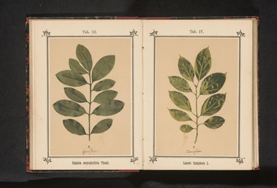 Gren av et nelliktre Eugenia caryophyllata Thunb. (tittel på objekt) av Anonymous