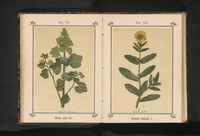 Grein av en stokkrose Althaea rosea Cav. (tittel på objekt) av Anonymous