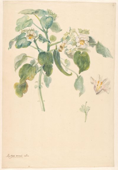 Hvit katteklo-gren med pistil og blomsterdetaljer av Anonymous