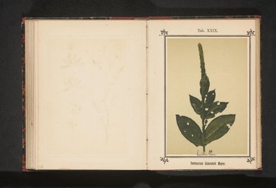 Toorts Verbascum Schraderi Meyer (tittel på objekt) av Anonymous