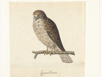 Torenvalk Gavilane (tittel på objekt) Lombard-album (serietittel) av Anonymous