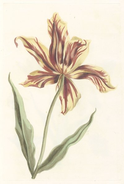 Tulipan av Anonymous