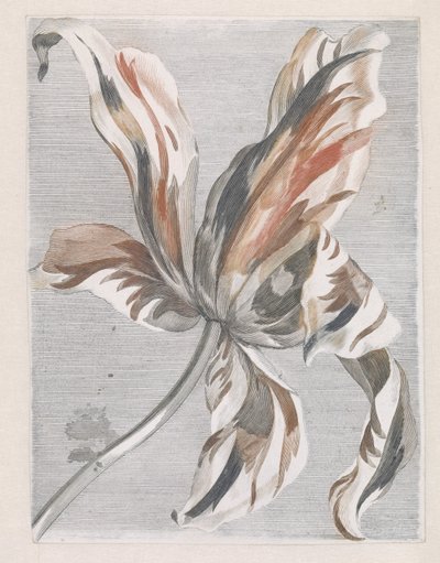 Tulipan av Anonymous