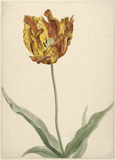 Tulipan av Anonymous