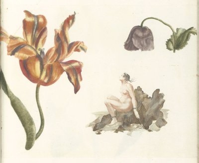Tulipan, valmue og Andromeda av Anonymous