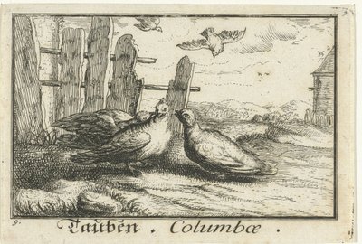 To duer ved et gjerde Tauben, Columbae (tittel på objekt) av Anonymous