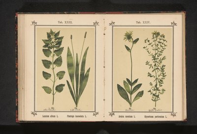 Arnica og johannesurt Arnica montana L. Hypericum perforatum L. (tittel på objekt) av Anonymous