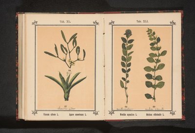 Vann mynte og sitronmelisse Mentha aquatica L. Melissa officinalis L. (tittel på objekt) av Anonymous