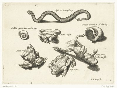 Vannslange, frosker og padder Libelivs diverse Genera piscium complectens (serietittel) Ferskvannsfisk, marin fisk, frosker, krepsdyr og sjødyr (serietittel) av Anonymous