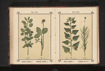 Wedgedoorn og vanntørke blader Rhamnus cathartica L. Menyanthes trifoliata L. (tittel på objekt) av Anonymous