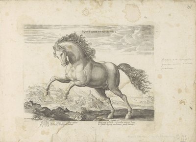 Wild paard Equus Liber et Incopositus (title on object) Equile, in quo omnis generis generosissi: morum equorum ex varijs orbis partibus insignis delectus (...) (series title on object)   1326900   no       norwegian Successfully Translated  Original: Nobl av Anonymous