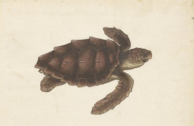 Zeeschildpad Tortugas - Eretmochelys imbricata / Hawksbill Turtle / karetschildpad (tittel på objekt) Lombard-album (serietittel) av Anonymous