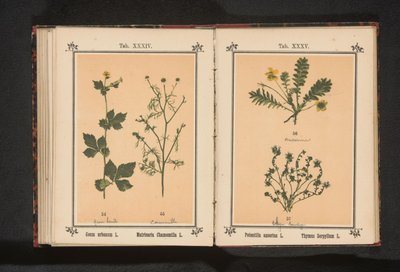 Sølvrens og liten timian Potentilla anserina L. Thymus Serpyllum L. (tittel på objekt) av Anonymous