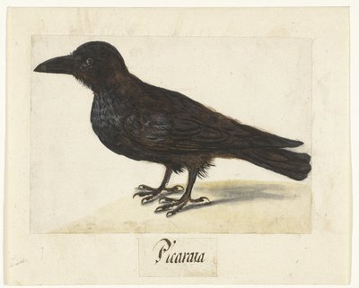 Black crow Picaraza (tittel på objekt) Lombard-album (serietittel) av Anonymous