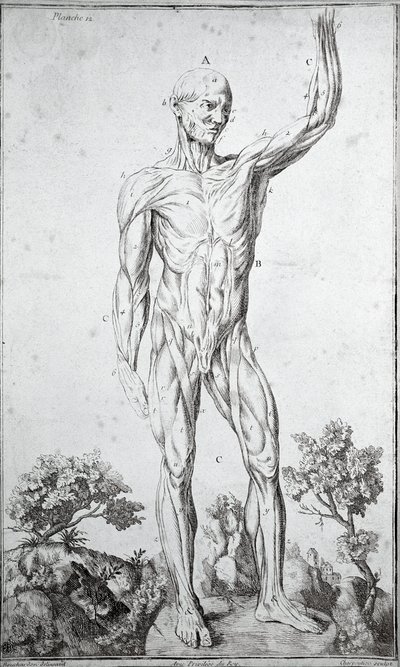Anatomisk studie av det menneskelige muskelsystemet (gravering av Anonymous Anonymous