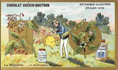 Belladonna: den søte bitre, medisin. Gravering (kromo). Reklamekromolitografi for Guerin-Boutron-sjokolade, sent på 1800-tallet. Illustree Botanical Series. av Anonymous Anonymous