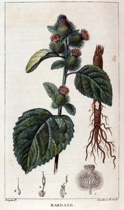 Botanisk bord: burdock (arctium). 1800-talls fargegravering. av Anonymous Anonymous