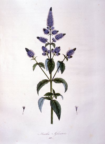 Botanisk bord: villmynte (mentha sylvestris). 1800-talls gravering. av Anonymous Anonymous