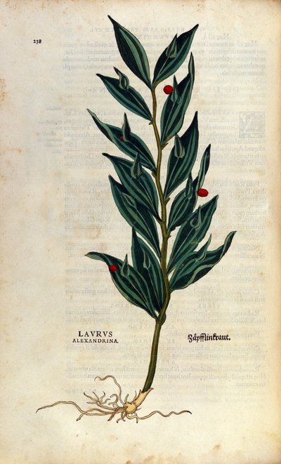 Botanisk plate: Laurus alexandrina (Laurier d
