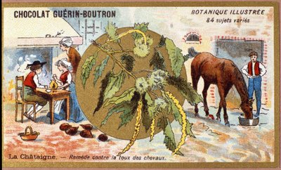La Chestaigne: avhjelpe hosten til hester. Gravering (kromo). Reklamekromolitografi for Guerin-Boutron-sjokolade, slutten av 1800-tallet. Illustree Botanical Series. av Anonymous Anonymous