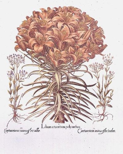 Lily og Centaurea, tysk av Anonymous Anonymous