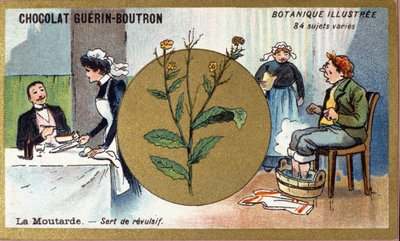 Sennep fungerer som en avsky. Gravering (kromo). Reklamekromolitografi for Guerin-Boutron-sjokolade, sent på 1800-tallet. Illustree Botanical Series. av Anonymous Anonymous