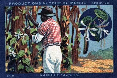 Produksjoner over hele verden: Vanilje i Vestindia. Kromolitografi fra 1933 i "" Joseph-Milliat Album"" av Anonymous Anonymous
