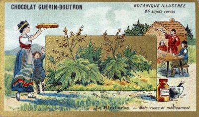Rabarbra: Russisk mat og medisin. Gravering (kromo). Reklamekromolitografi for Guerin-Boutron-sjokolade, sent på 1800-tallet. Illustree Botanical Series. av Anonymous Anonymous