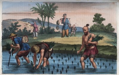 Risplantasjen, Kina (la ris) - gravering fra "" skikker og tradisjoner til alle folkeslag i universet. Det vil si historien om regjeringen, lovene, militsen, om religionen til alle nasjoner fra de fjerneste tider til i dag "1856 av Anonymous Anonymous