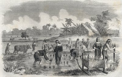 Risdyrking i Manila (Manilla) på Filippinene i 1864. (Planting av ris i Manilla) Anonym gravering. Privat samling. av Anonymous Anonymous