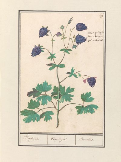 Akelei (Aquilegia) Akeleijen. / Aquilegia. / Aucolied (tittel på objekt) av Anselmus Boëtius de Boodt