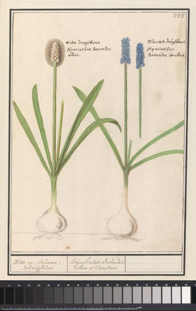 Druehyasinter og druehyasinter (Muscari botryoides) Hvit og blå Druijfkens. / Dhijachintus Botroides. albus et coeruleus (tittel på objekt) av Anselmus Boëtius de Boodt